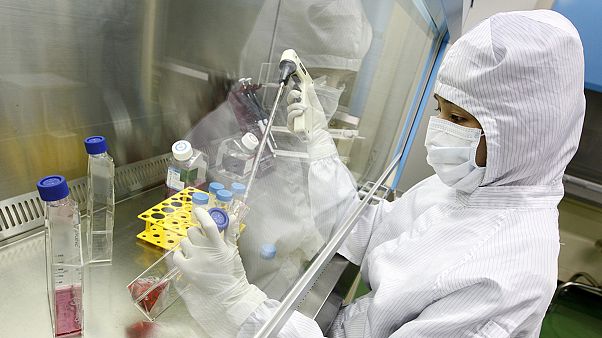 Ember-disznó kimérát hoztak létre tudósok Ember-disznó kimérát hoztak létre tudósok