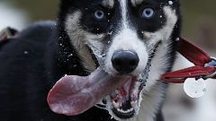 "Das ist kein Hund, das ist ein Schaf" - Rostocker muss Steuern nachzahlen