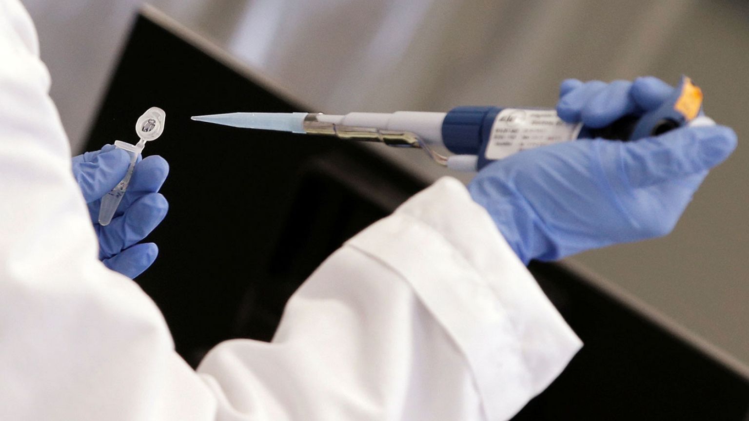 Scienza: ottenuti per la prima volta embrioni misti uomo-maiale