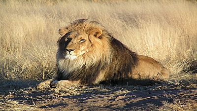 En Afrique du Sud, enquête après l'empoisonnement et la mutilation de plusieurs lions