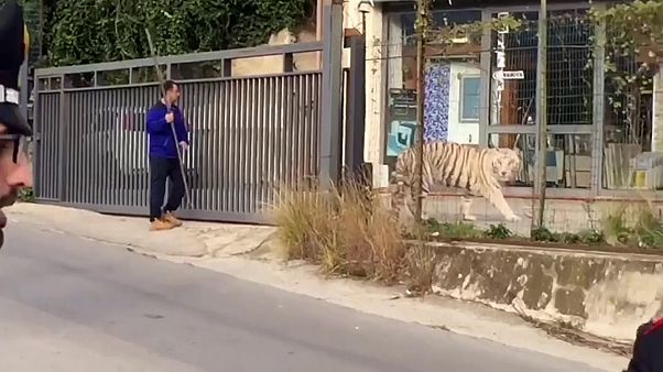 Kiszökött a cirkuszból egy fehér tigris Kiszökött a cirkuszból egy fehér tigris