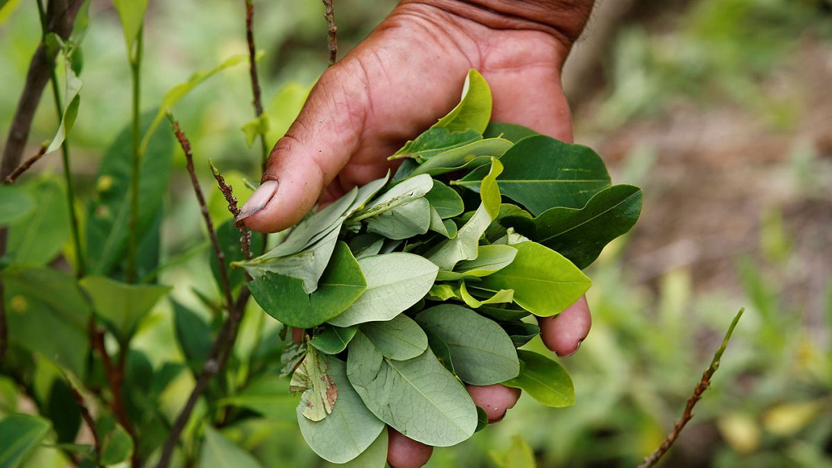 منتجو نبات الكوكا في كولومبيا يحتجون ضد برنامج استبدال المحاصيل