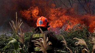Şili'de 500 bin hektarlık ormanlık alan yangında kül oldu