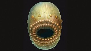 Древнейший предок человека обнаружен в Китае