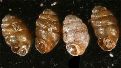 Wie Trump über eine Schnecke stolpert