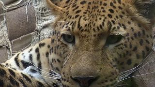 Pieles falsas para evitar la caza ilegal de leopardos en África