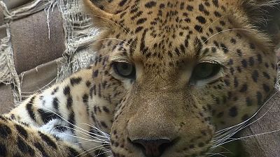 Fake pelts mean living leopards Fake pelts mean living leopards