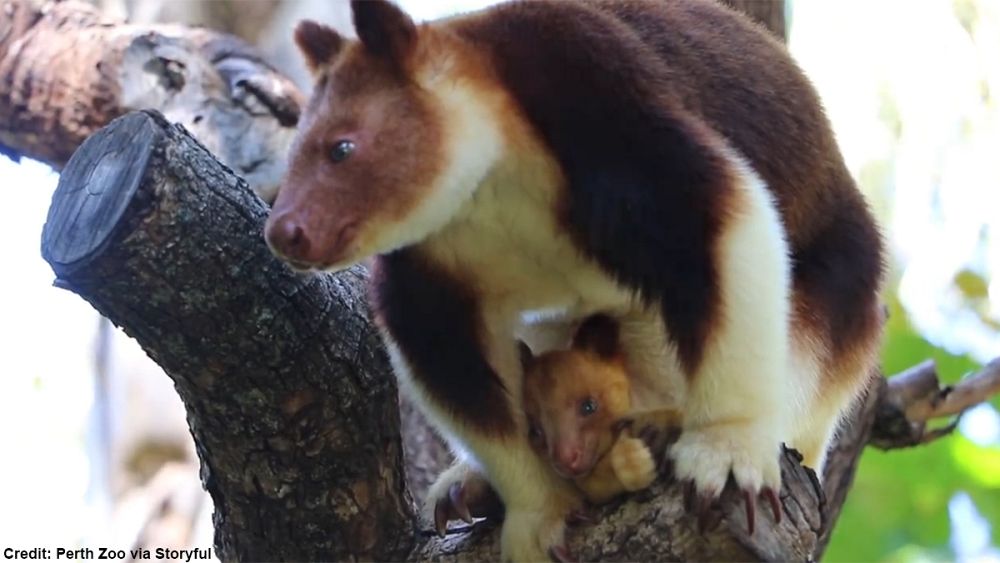 Un Bebe Kangourou Arboricole Pointe Le Bout De Son Nez En Australie Euronews