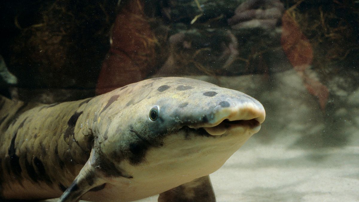 Türünün en yaşlısı 'dede' lakaplı akciğerli balık öldü