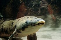 Soppresso il più longevo pesce polmonato dell'acquario di Chicago