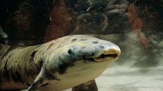 Soppresso il più longevo pesce polmonato dell'acquario di Chicago