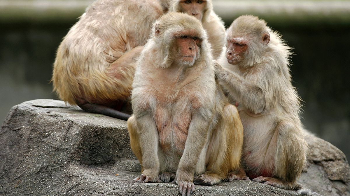 Monkey trial raises hopes of new male contraceptive gel