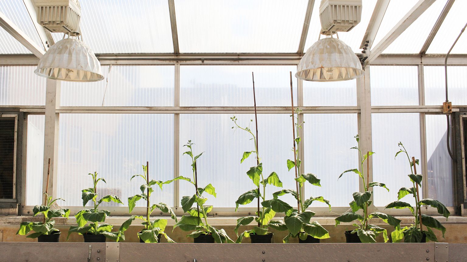 Plant scientists have found a way to 'hack' photosynthesis. Here's why that's a big deal.