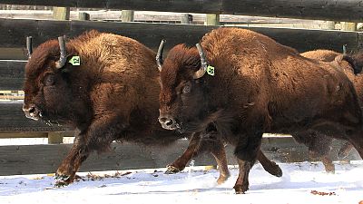 Canadá reintroduz bisontes no mais antigo parque natural do país
