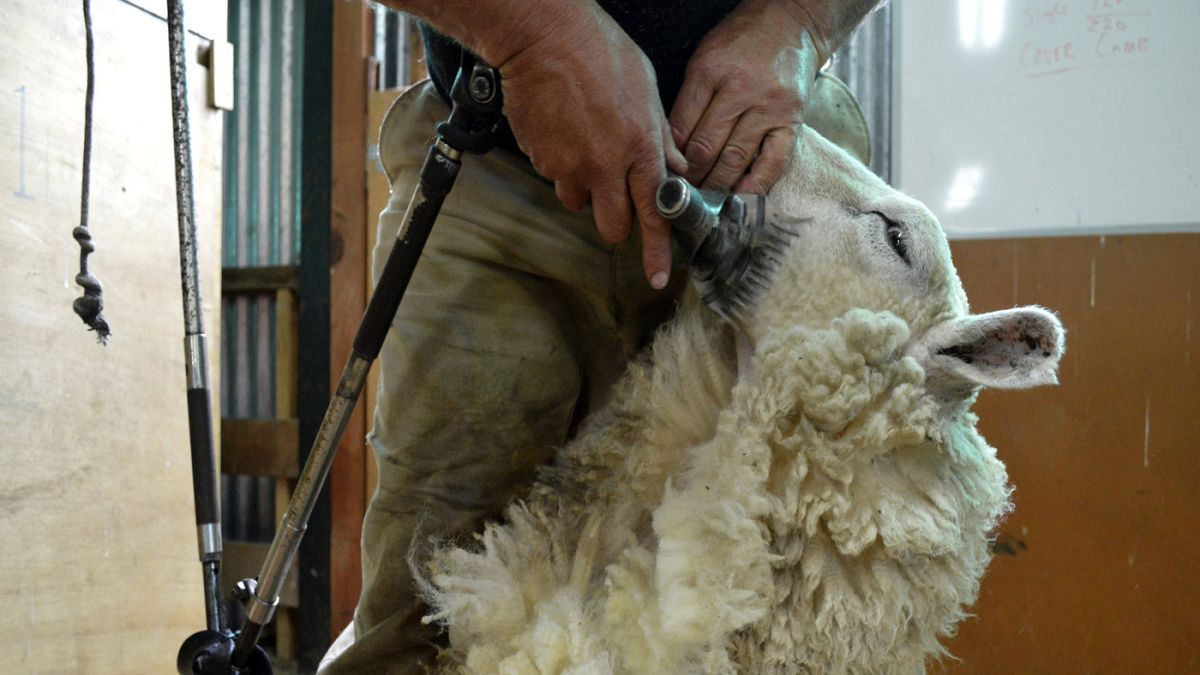 Sheep shearers from across the globe battle it out in New Zealand championship