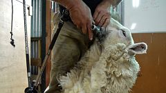 Sheep shearers from across the globe battle it out in New Zealand championship