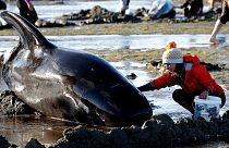 Aparecen 300 ballenas muertas en una playa de Nueva Zelanda