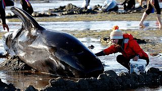 New Zealand: Race to save pilot whales in massive stranding