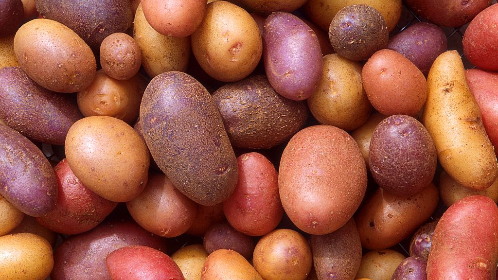 Farmers in Ghana find sweet spot in sweet potato Africanews
