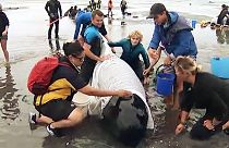 مردم محلی مانع از خودکشی نهنگ های به گل نشسته در نیوزیلند شدند