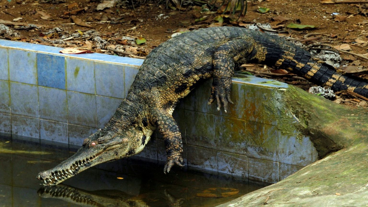 Le crocodile à museau mince, le plus rare d'Afrique est menacé d'extinction