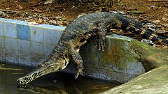 Le crocodile à museau mince, le plus rare d'Afrique est menacé d'extinction