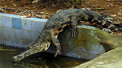 Africa's rarest crocodile under special protection program
