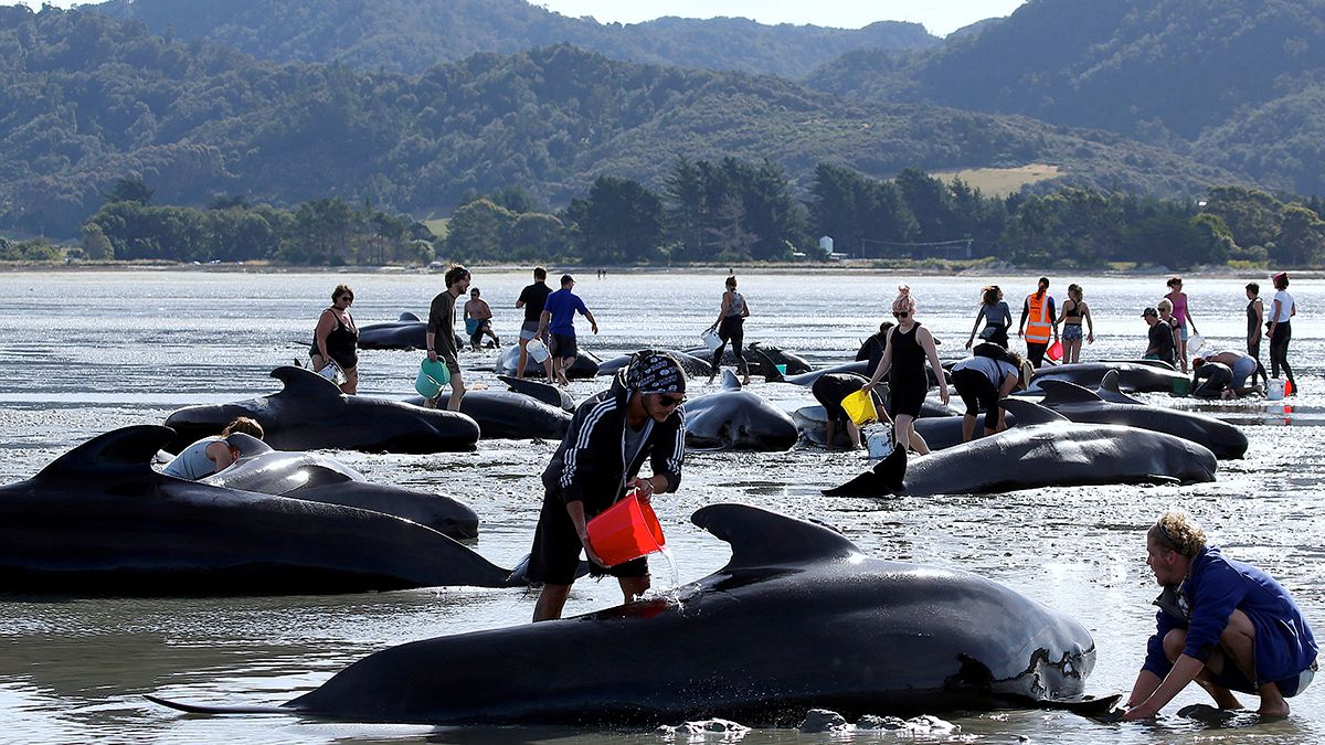 نيوزيلندا: متطوعون يساعدون 100 حوت عالق على الشاطئ على العوم من جديد