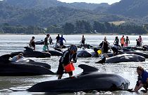 Voluntários tentam resgatar baleias na Nova Zelândia