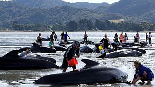 Volunteers help refloat whales stranded in New Zealand