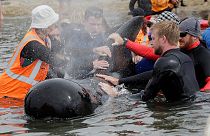 امید به پایان خودکشی غم انگیز نهنگ ها در نیوزیلند