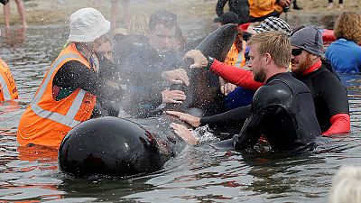 Voluntários salvam baleias da morte certa na Nova Zelândia