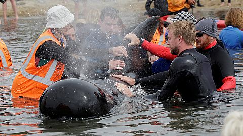 Wal-Drama in Neuseeland