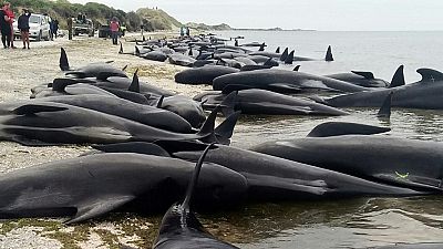 Nouvelle-Zélande : les baleines-pilotes regagnent la haute mer