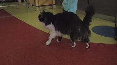 Katze mit bionischen Prothesen
