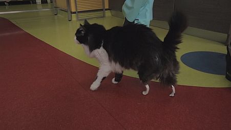 Cat gets bionic legs in landmark operation