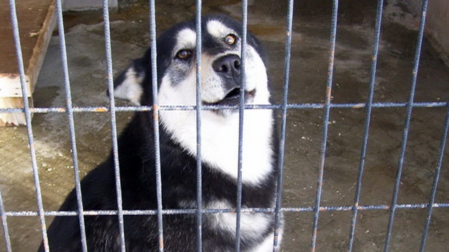 Köpeklerin barınaktan sıradışı firar girişimi