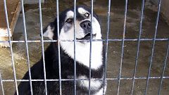 Köpeklerin barınaktan sıradışı firar girişimi