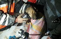 Beykoz'da 11 gündür kuyuda mahsur kalan köpek kurtarıldı