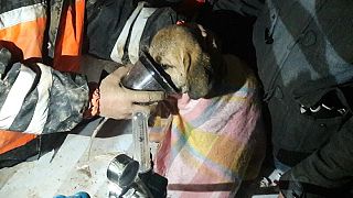 Beykoz'da 11 gündür kuyuda mahsur kalan köpek kurtarıldı