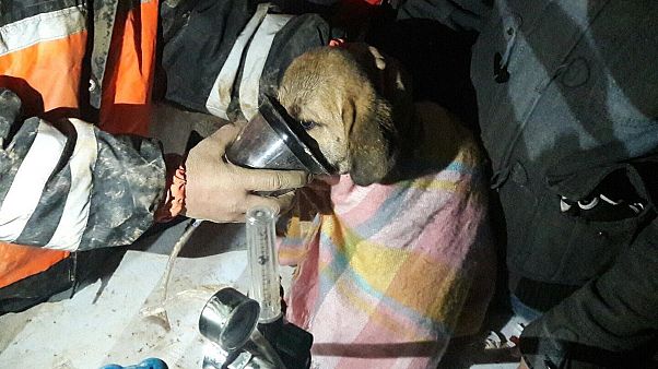 Beykoz'da 11 gündür kuyuda mahsur kalan köpek kurtarıldı Beykoz'da 11 gündür kuyuda mahsur kalan köpek kurtarıldı