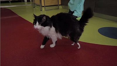 Cat gets bionic legs in landmark operation