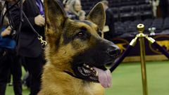 5 Jahre alte Schäferhündin Rumor ist der schönste Hund der Welt