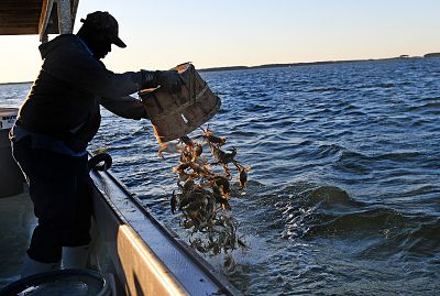 Waterman Monroe Dorsey releases undersized blue crabs from their commercial boat near Hooper Island, Maryland, on June 8, 2016.