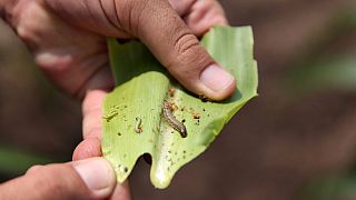 South Africa's battle with armyworms