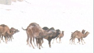 Inverno maravilhoso para camelos na Turquia