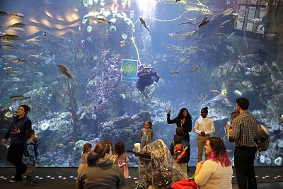 Diver Kim Thomas holds a "Yes on 1631" sign as she dives in a large aquarium display at the Seattle Aquarium during an event to announce the endorsement of Initiative 1631 by the aquarium and the Woodland Park Zoo on Oct. 25, 2018, in Seattle.