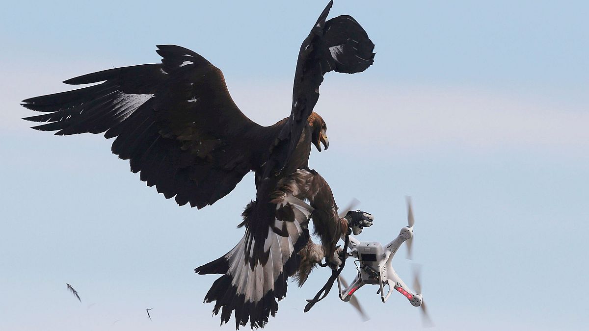 Águias para combater uso ilegal de drones civis