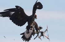 Des aigles pour chasser les drones dans l'espace aérien français