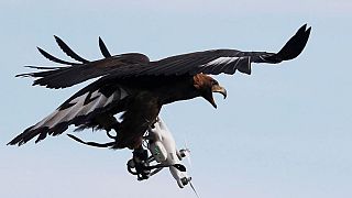 Fransız ordusu şüpheli drone'ları yakalayacak kartallar eğitiyor